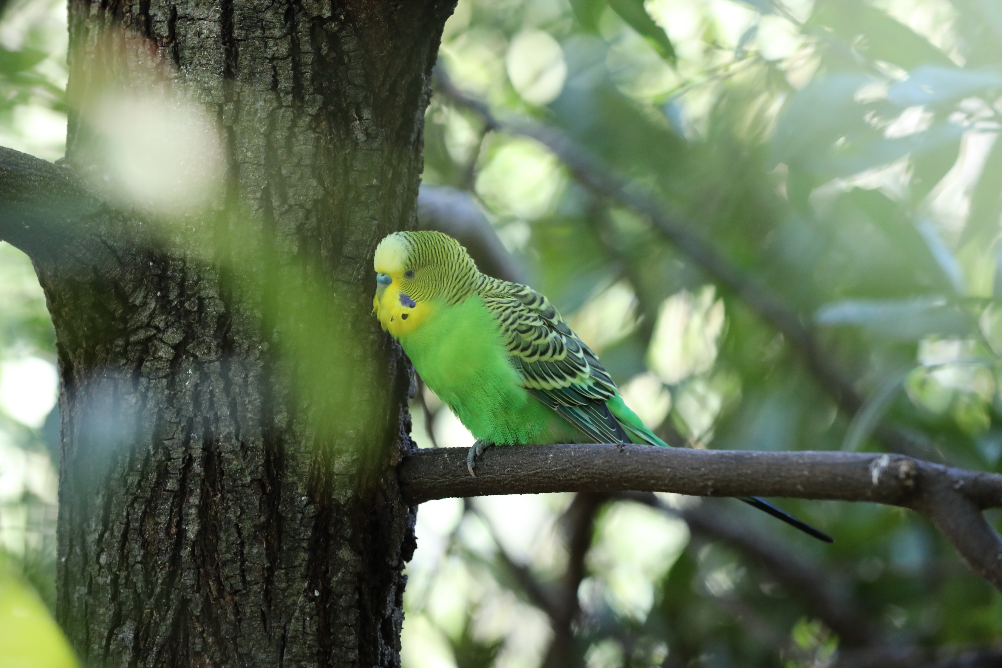 2019 07 19 13 43 39 Canon EOS 5D Mark IV 0013